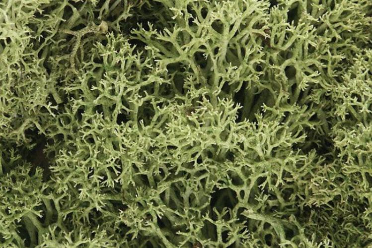Woodland Scenics L161 N/HO Lichen Spring Green 1.5 Quarts Train Scenery