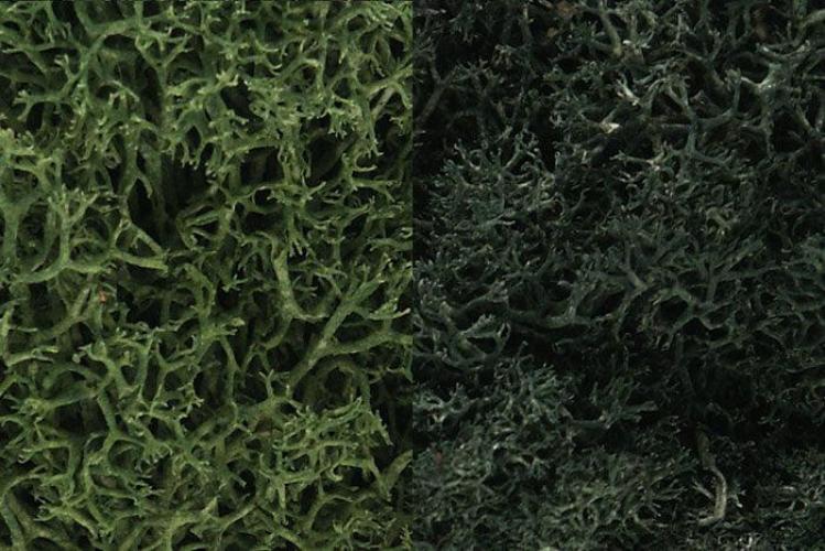 Woodland Scenics L168 N/HO Lichen DarkGreen Mix 3 Quarts Train Scenery
