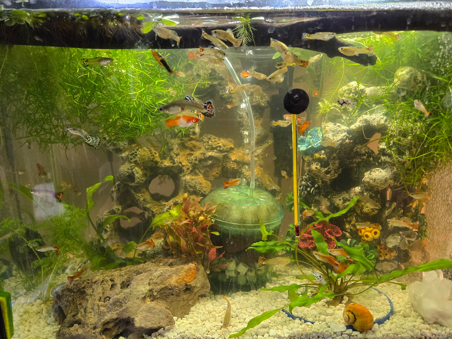 Guppy Grass – Live Aquarium Plant