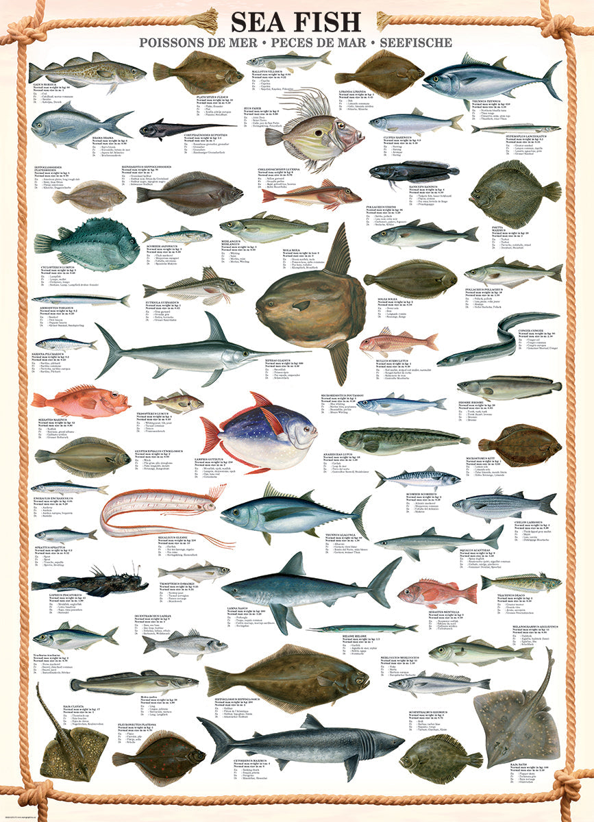 Puzzle: Animal Charts - Sea Fish