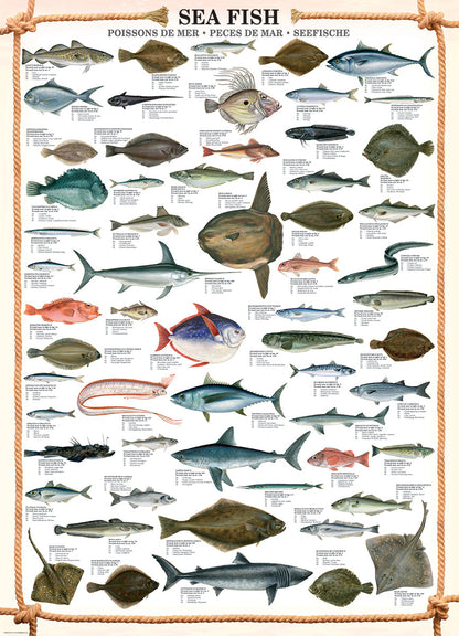Puzzle: Animal Charts - Sea Fish