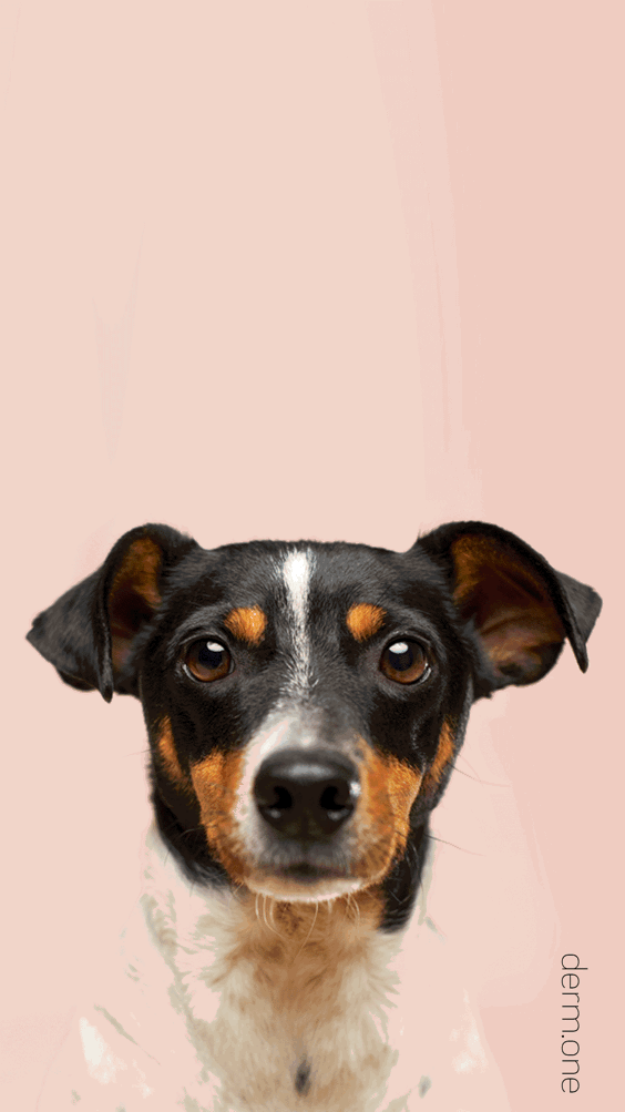 SkinSanity® English Rose Facial Exfoliator Brightening Skin Polish 0.5 oz by Best Clean Beauty
