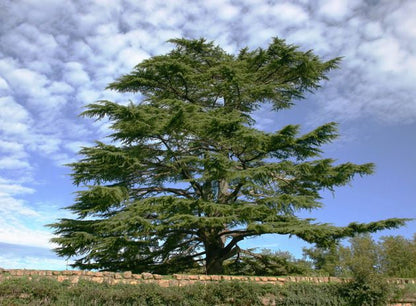 Essential Oil - Cedar by Heliotrope San Francisco