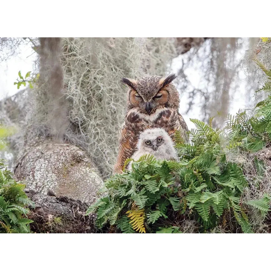 Great Horned Owl 1000 Piece Jigsaw Puzzle Cobble Hill