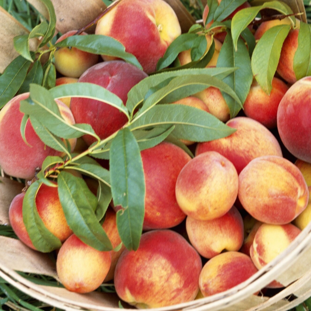 Nectarine Blossom & Honey by Wicked Good Perfume