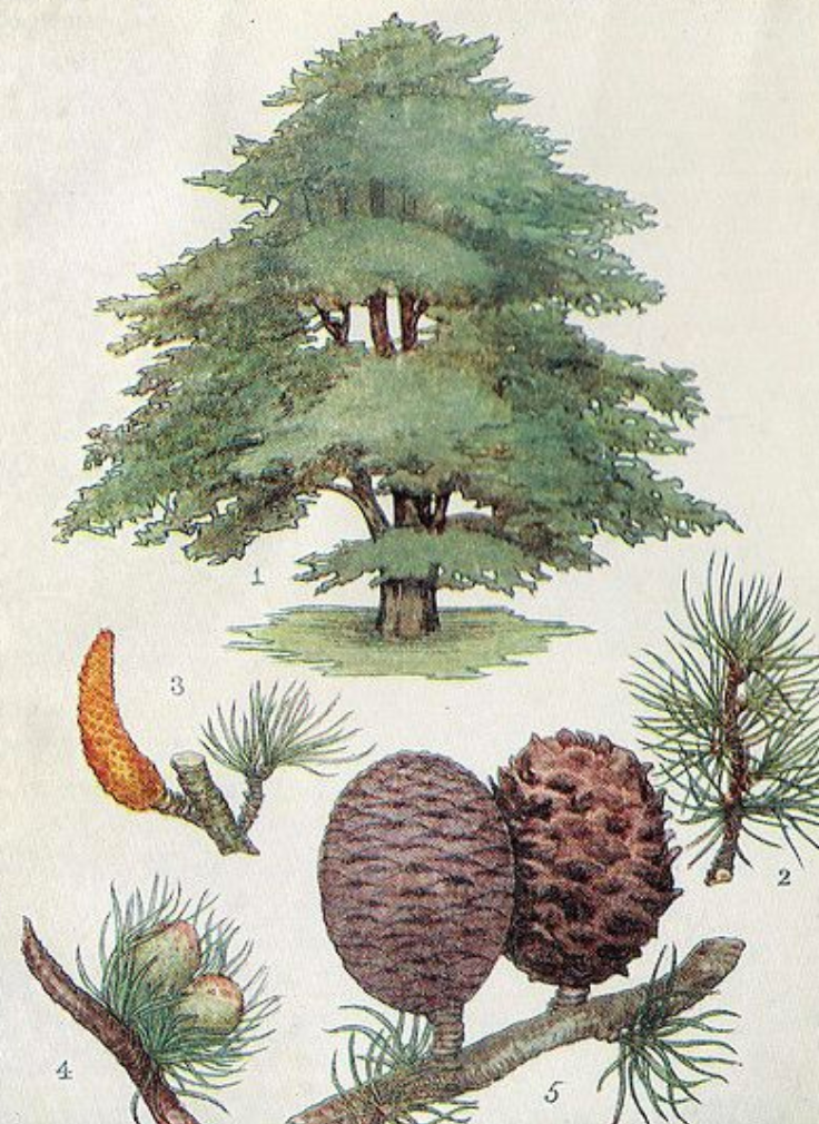 Essential Oil - Cedar by Heliotrope San Francisco