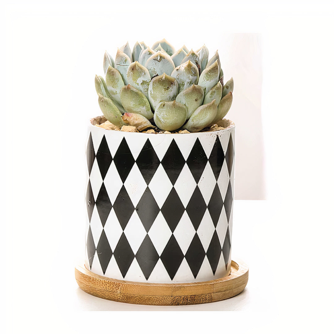 B&W Planters Set of 3 by ClaudiaG Collection