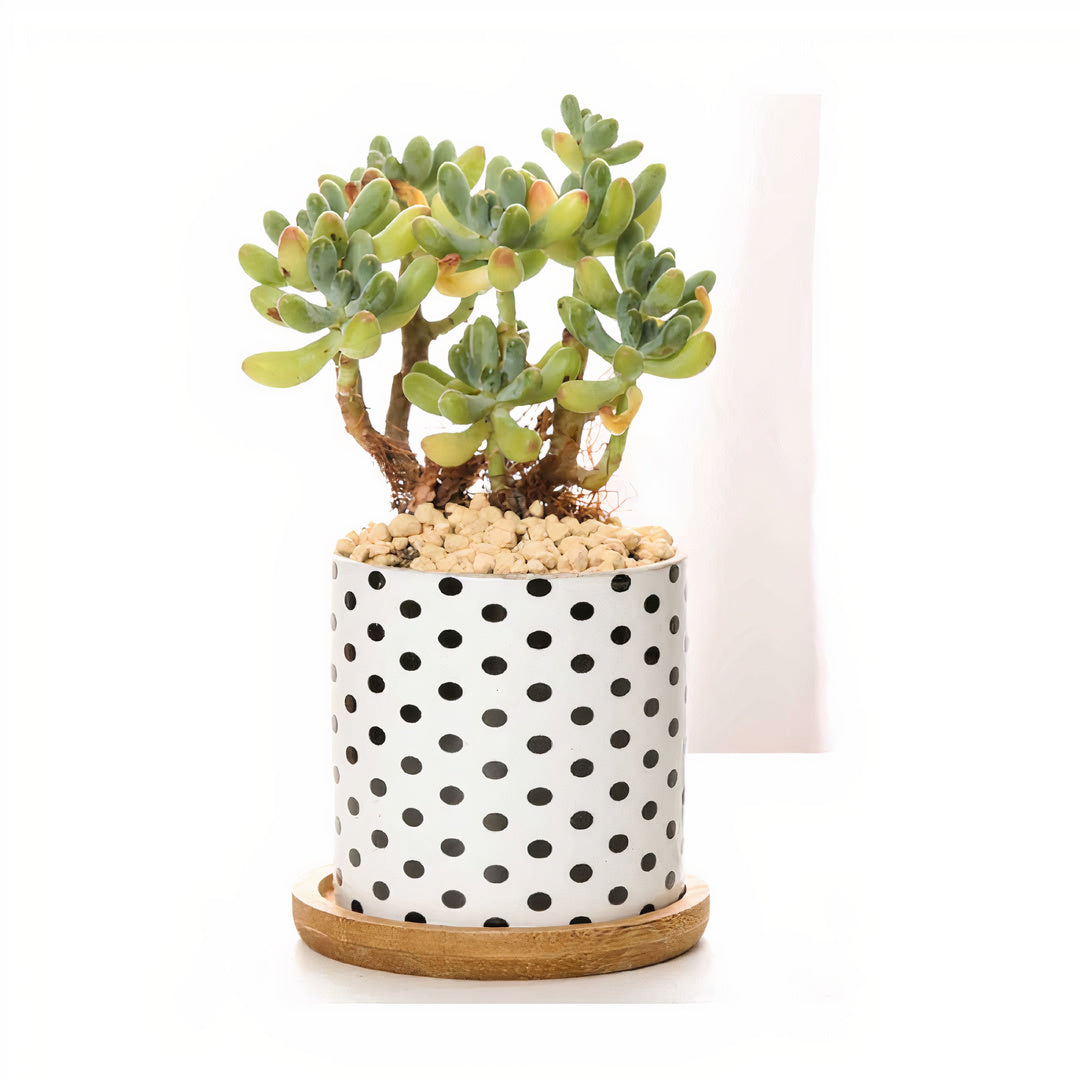 B&W Planters Set of 3 by ClaudiaG Collection