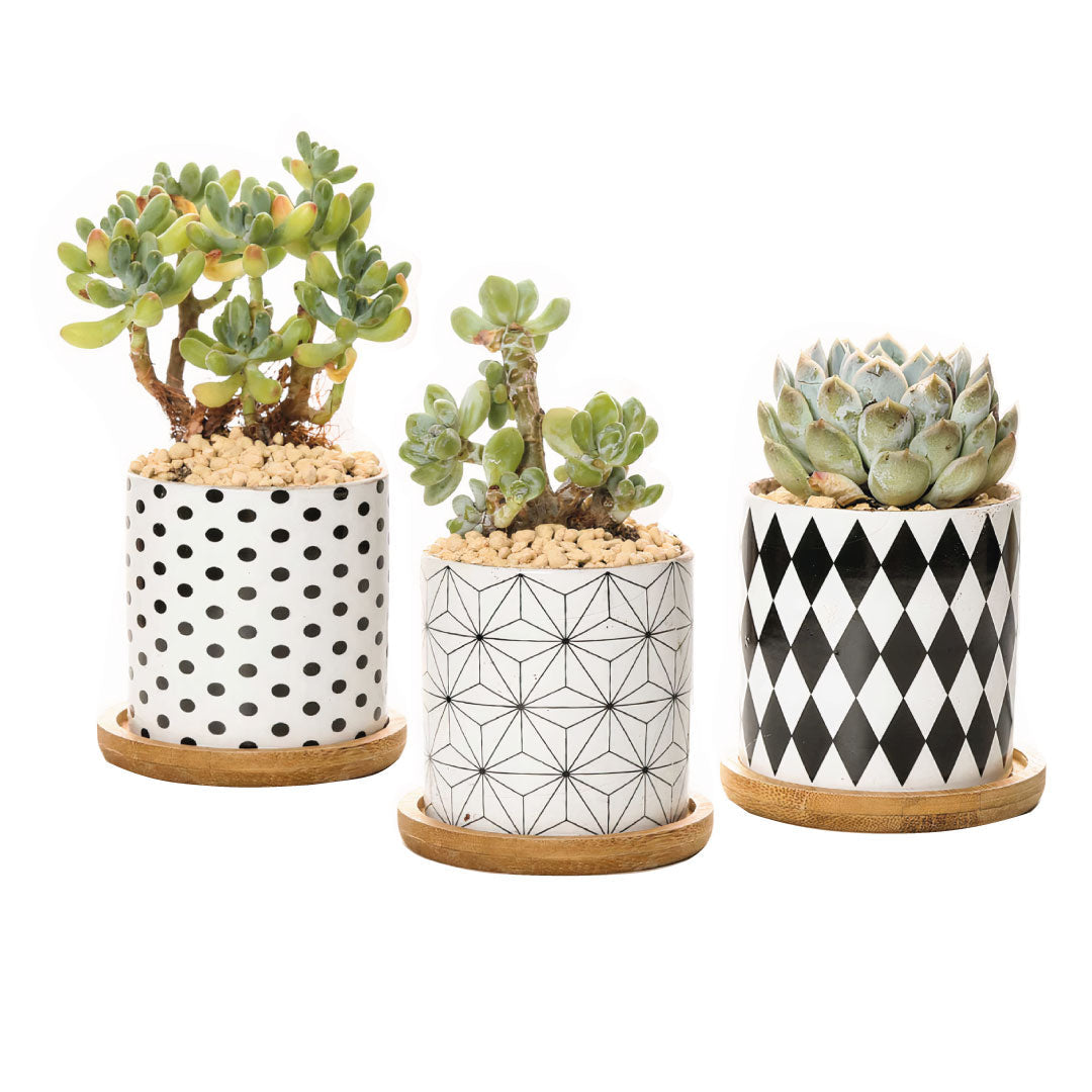 B&W Planters Set of 3 by ClaudiaG Collection
