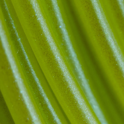 PETG Green Apple Elixir PETG Filament 1.75mm, 1kg