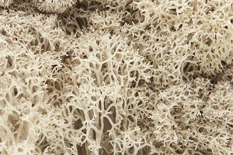 Woodland Scenics L166 N/HO Lichen Natural 1.5 Quarts Train Scenery