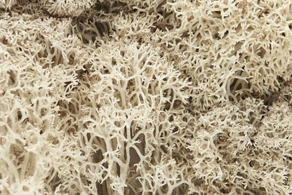 Woodland Scenics L166 N/HO Lichen Natural 1.5 Quarts Train Scenery