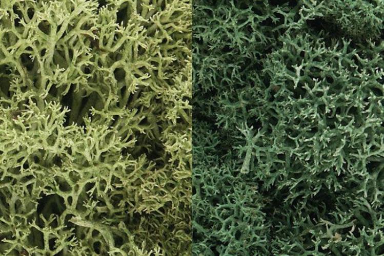 Woodland Scenics L167 N/HO Lichen Light Green Mix 3 Quarts Train Scenery